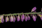 Swamp milkwort